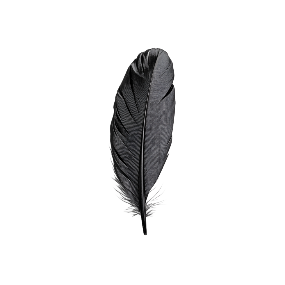 Elegant black feather isolated on a transparent background showcasing delicate texture and natural beauty png