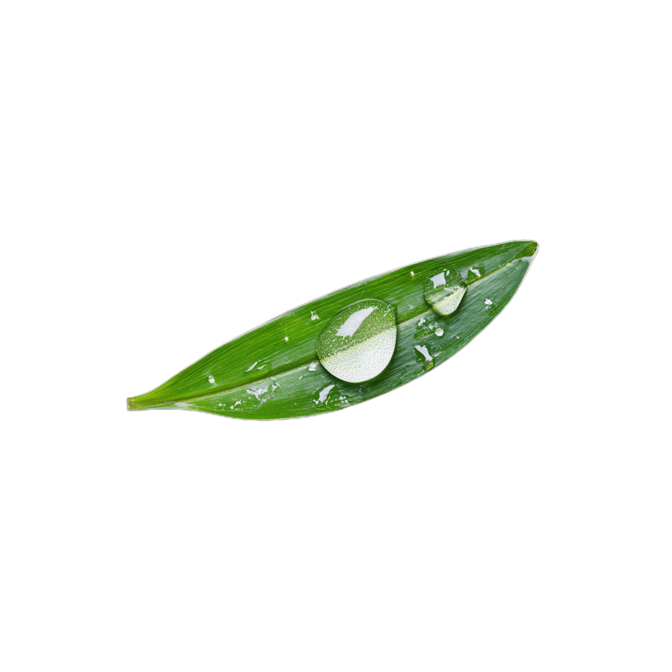 Close-up of a green bamboo leaf with droplets on a transparent background, symbolizing freshness and purity png