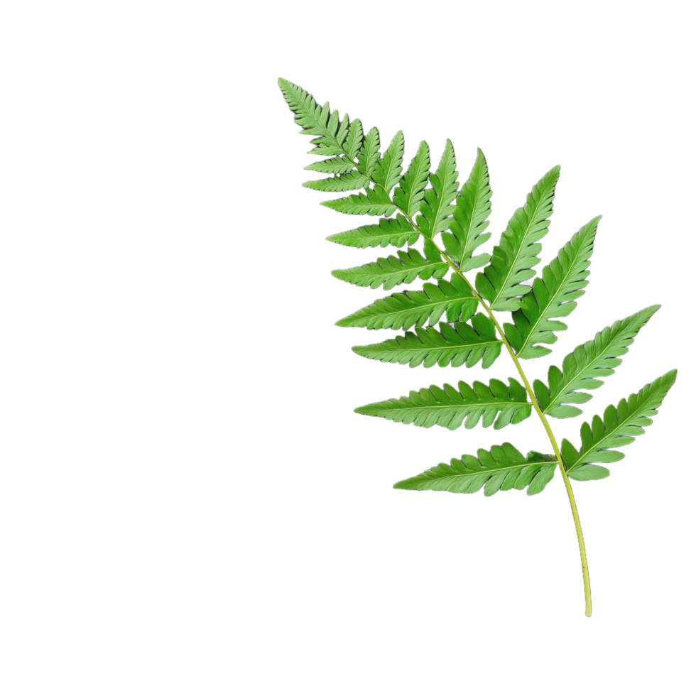 Vibrant green fern leaf with intricate details isolated on transparent background, showcasing natural beauty and organic texture in a simple yet elegant composition. png