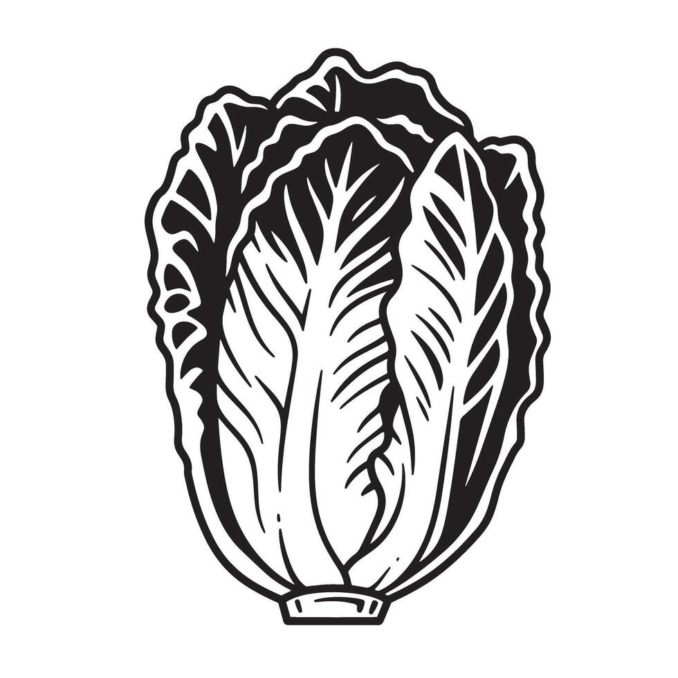 Black and white illustration of a leafy vegetable lettuce cabbage vector