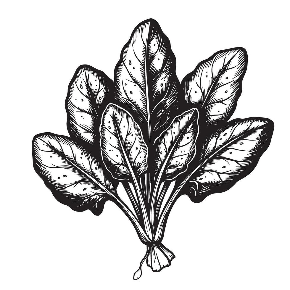 Black and white illustration of spinach leaves greens vegetables vector