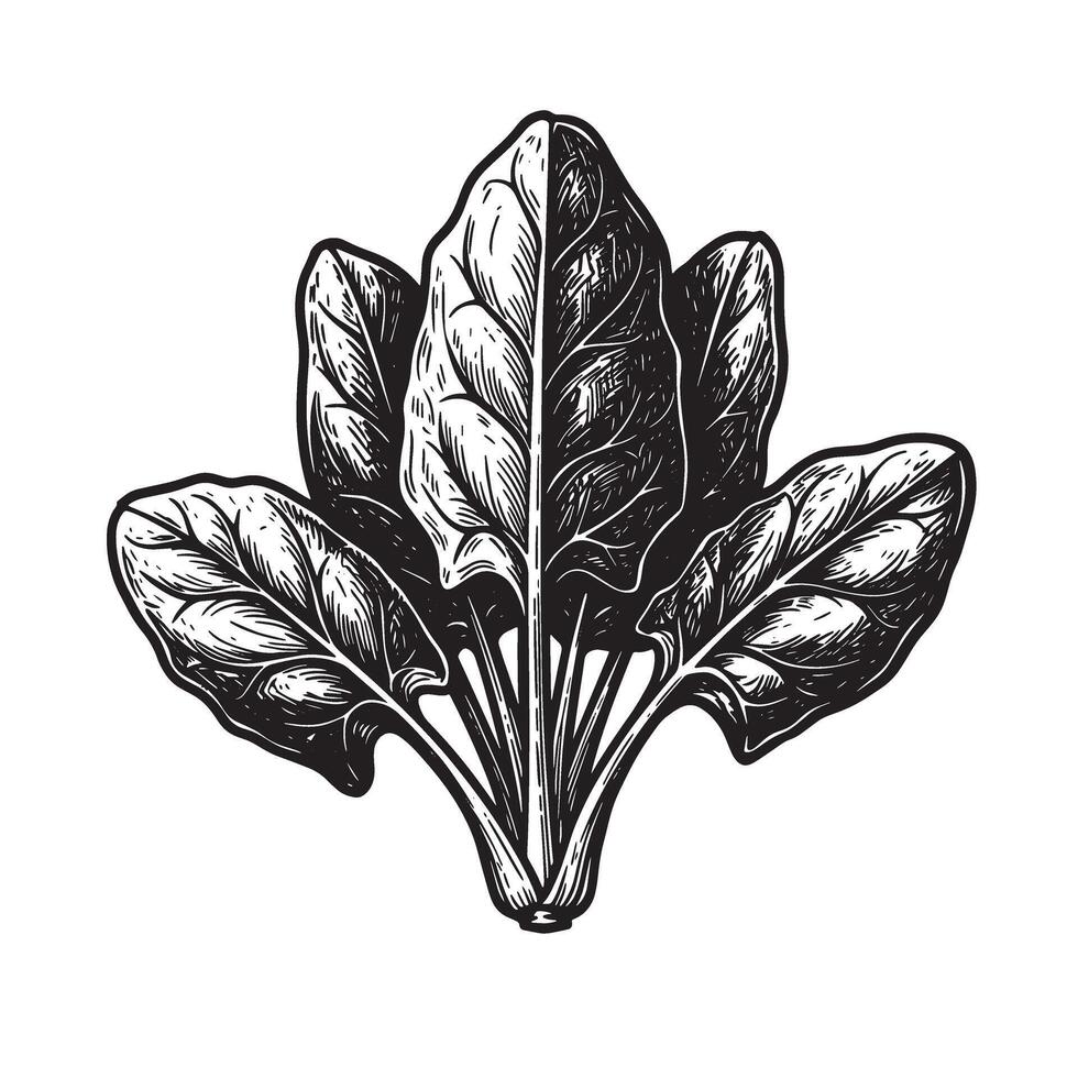Vintage Spinach Leaf Illustration leaves green vector