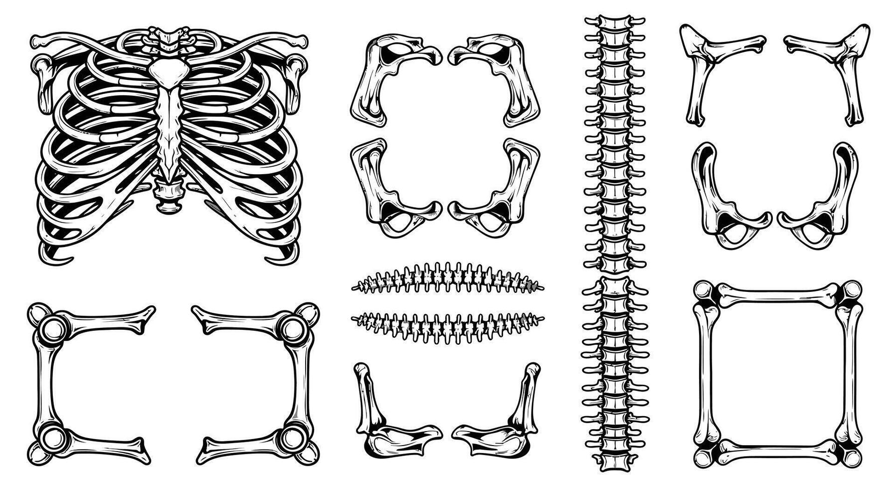 Human bones set Anatomy skeleton parts. vector