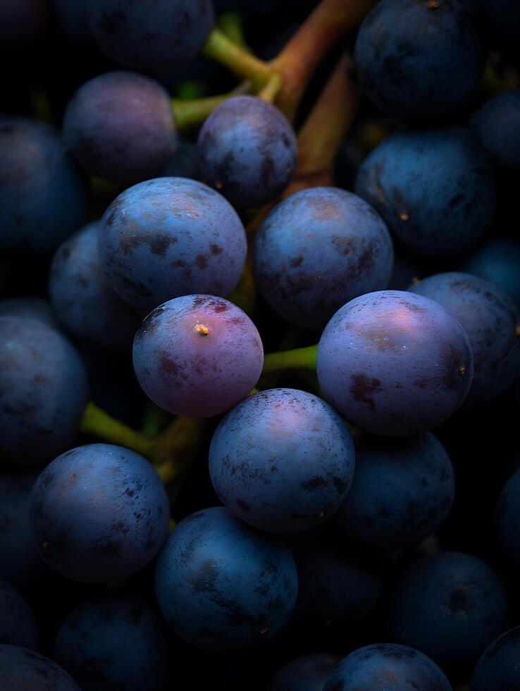 Close Up of a Bunch of Dark Blue Grapes, High Detail Food Photography. photo