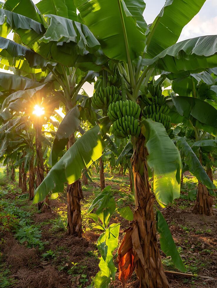 Lush Banana Plantation at Sunset Green Bananas Growing on Trees. photo