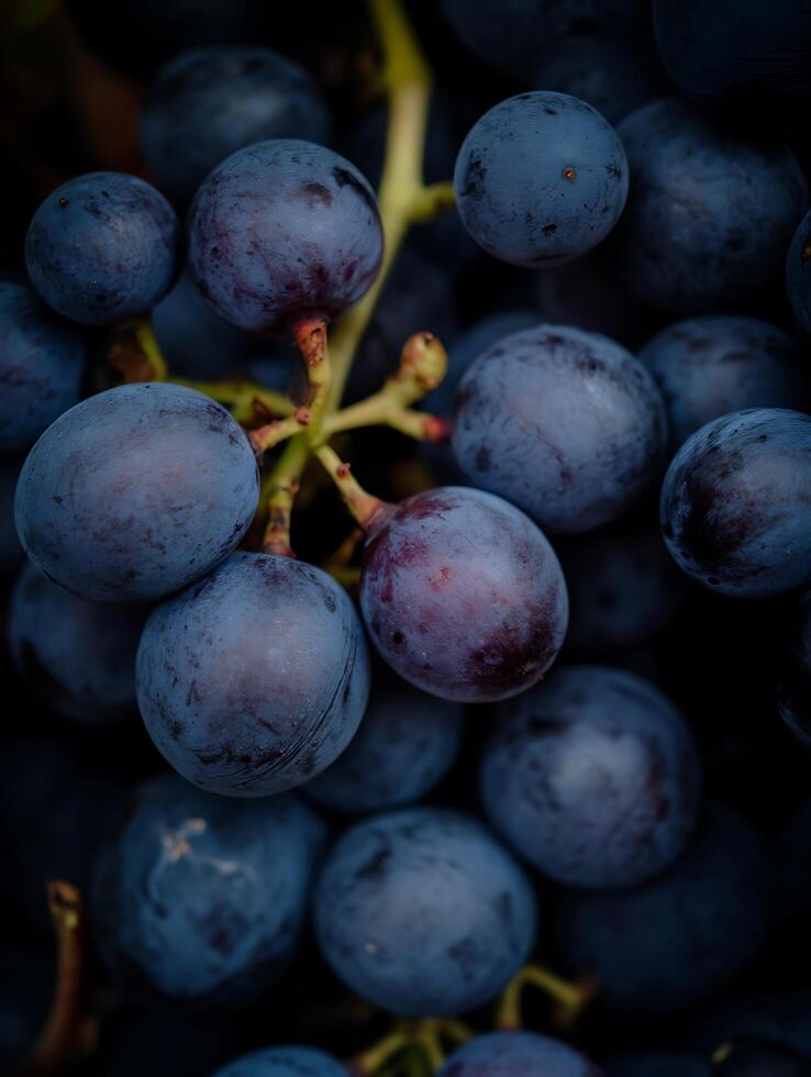 Close up of a Bunch of Dark Blue Grapes. A Detailed Image Showing the Texture and Color of Fresh Grapes. photo