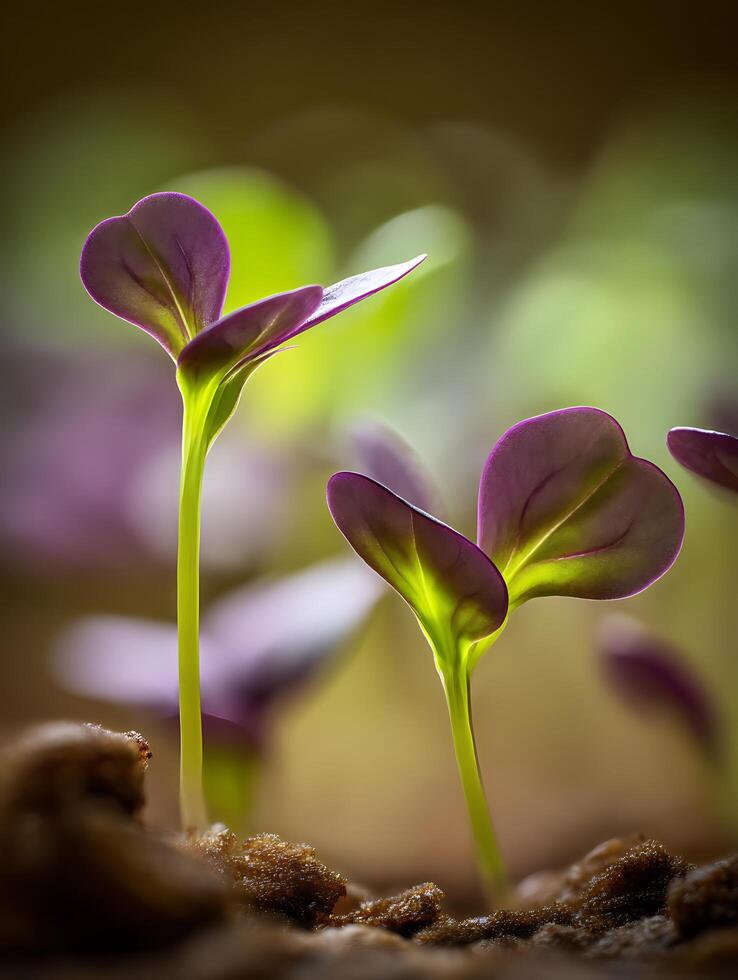 Close Up of Purple Radish Seedlings Emerging from Soil. photo