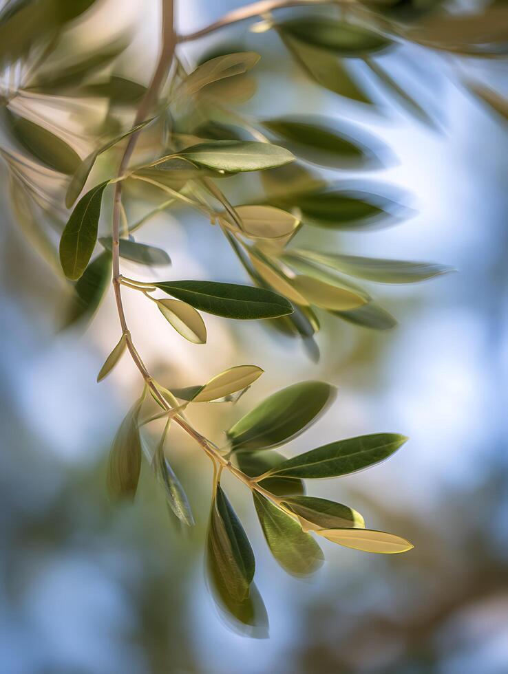 Olive Branch Close Up Abstract Nature Photography. photo