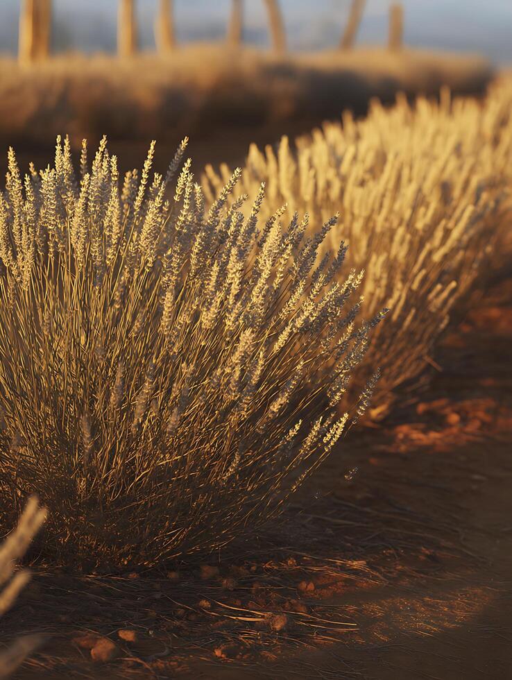 Golden Hour Lavender Field Close up of Dried Lavender Blossoms at Sunset. photo