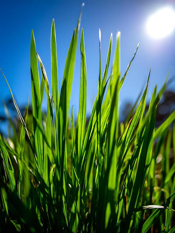 Vibrant Green Grass Blades Illuminated by Sunlight Against a Clear Blue Sky. photo