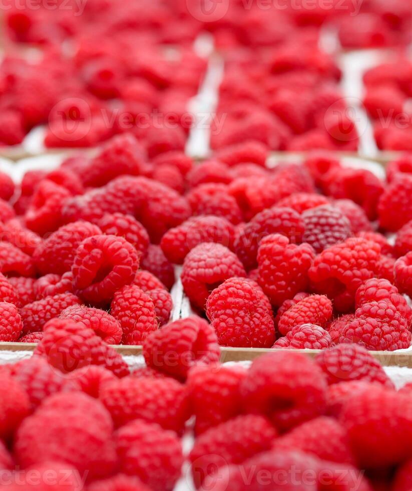 A vibrant, close-up shot of numerous fresh, ripe red raspberries, offering a rich texture and appetizing appeal. photo