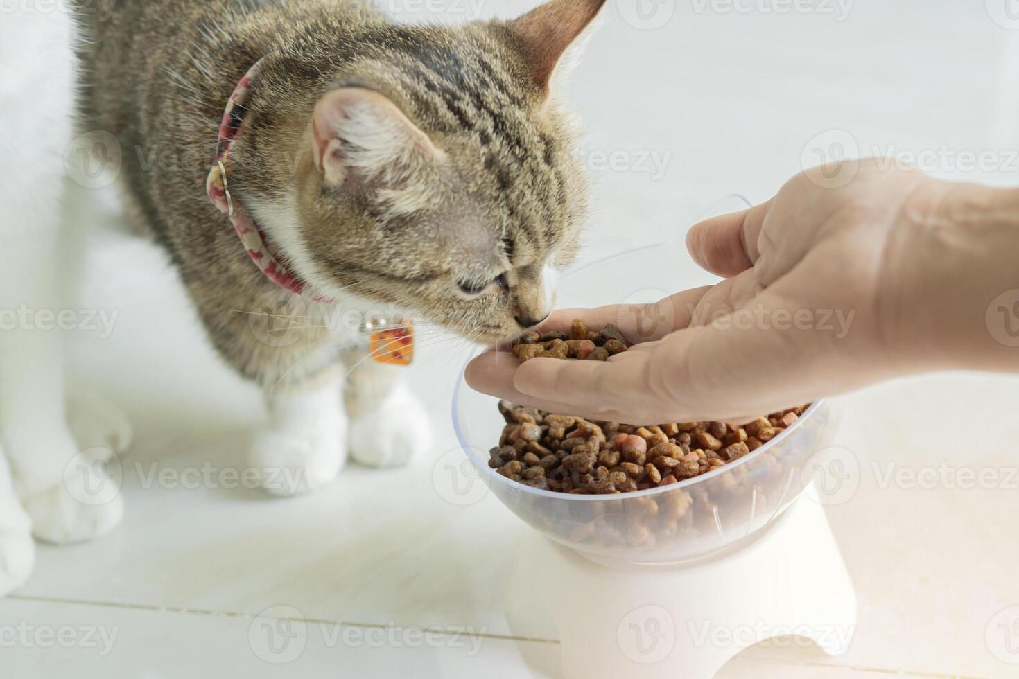 Pet lover hispanic woman giving food to cute domestic cat at home. photo