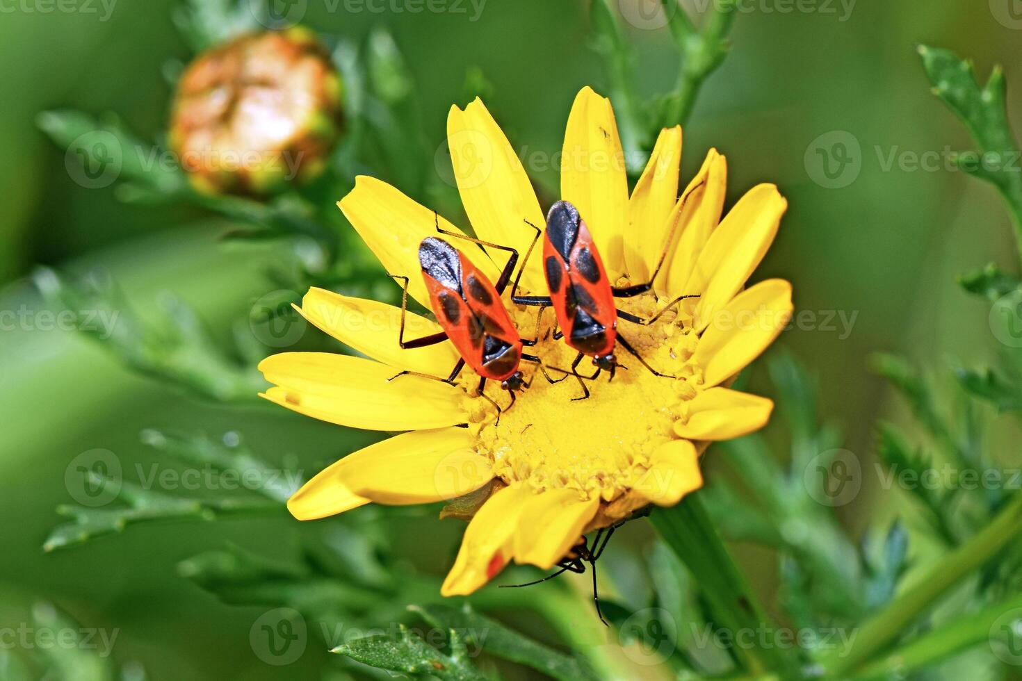 Two vibrant red and black firebugs are perched on the bright yellow petals of a daisy, with a developing flower bud in the soft background. photo