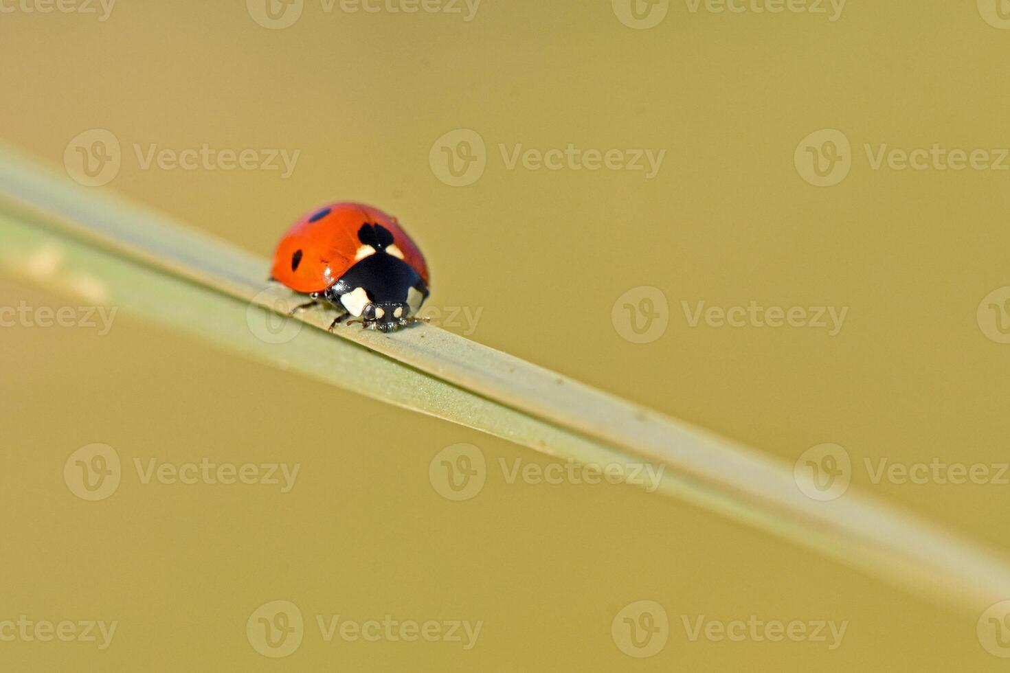 red and black spotted ladybug, ladybird rests peacefully on a slender green blade of grass, captured in a sharp macro close-up. photo