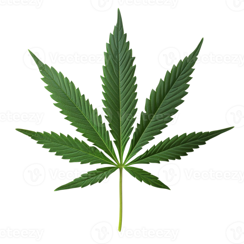 Isolated cannabis leaf on transparent background png
