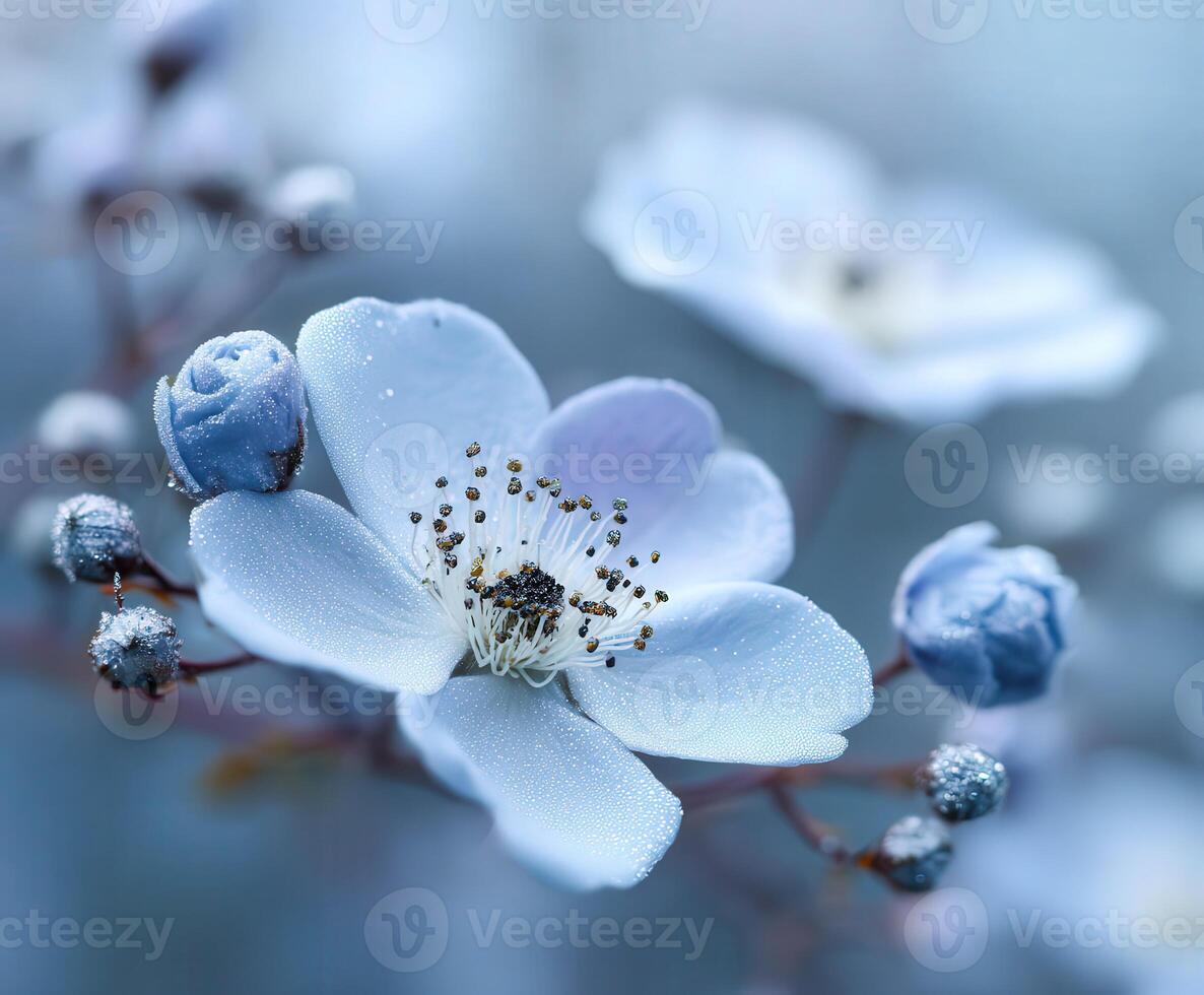 Pale blue flower blooms alongside buds in springtime garden photo