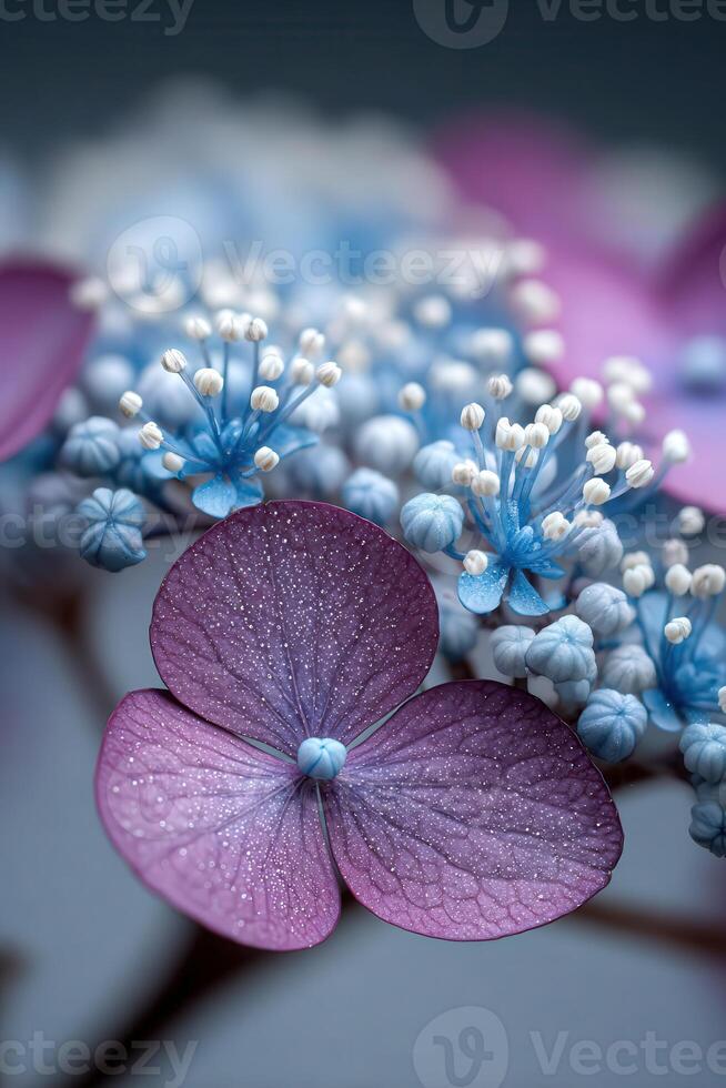 Close-up captures a Hydrangea bloom with delicate hues photo