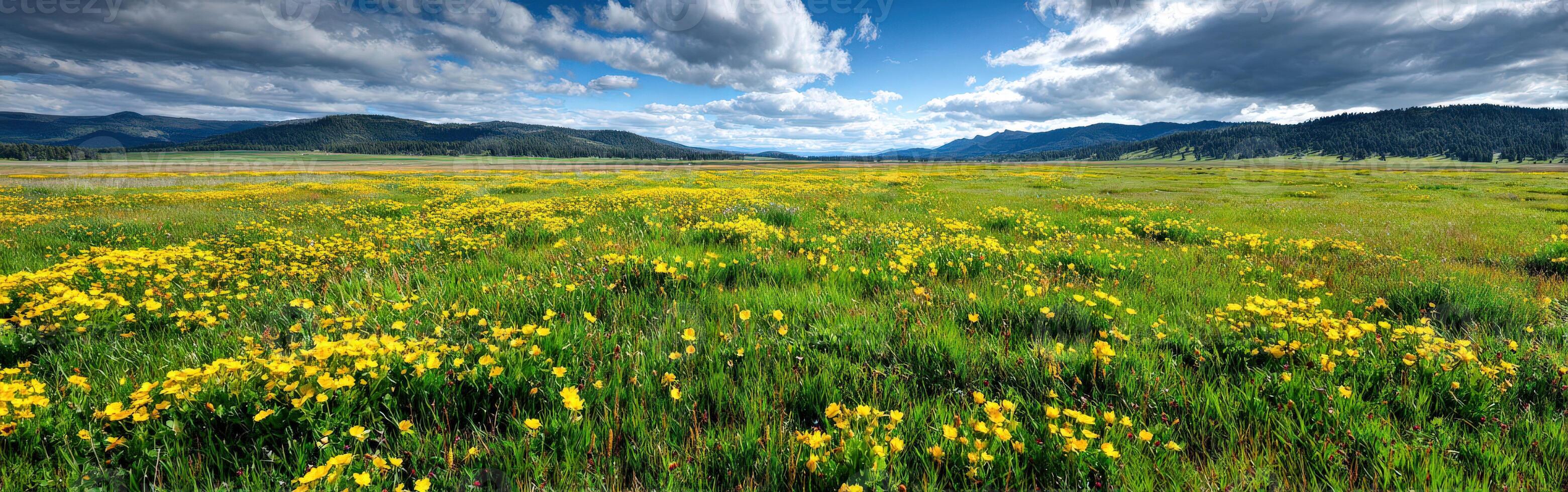 Yellow wildflowers bloom in meadow near rocky Mountains under sky photo