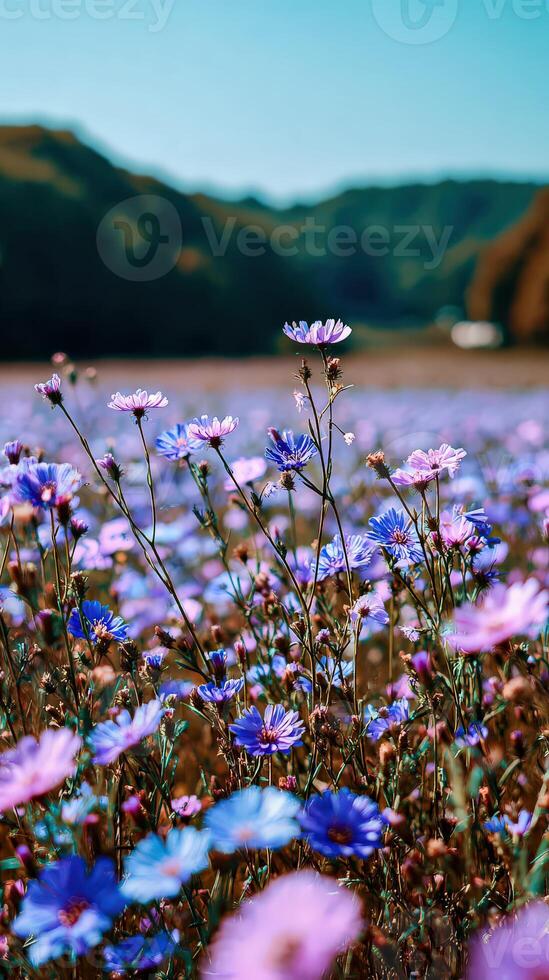 A multitude of purple cosmos flowers bloom in a field on a sunny day photo