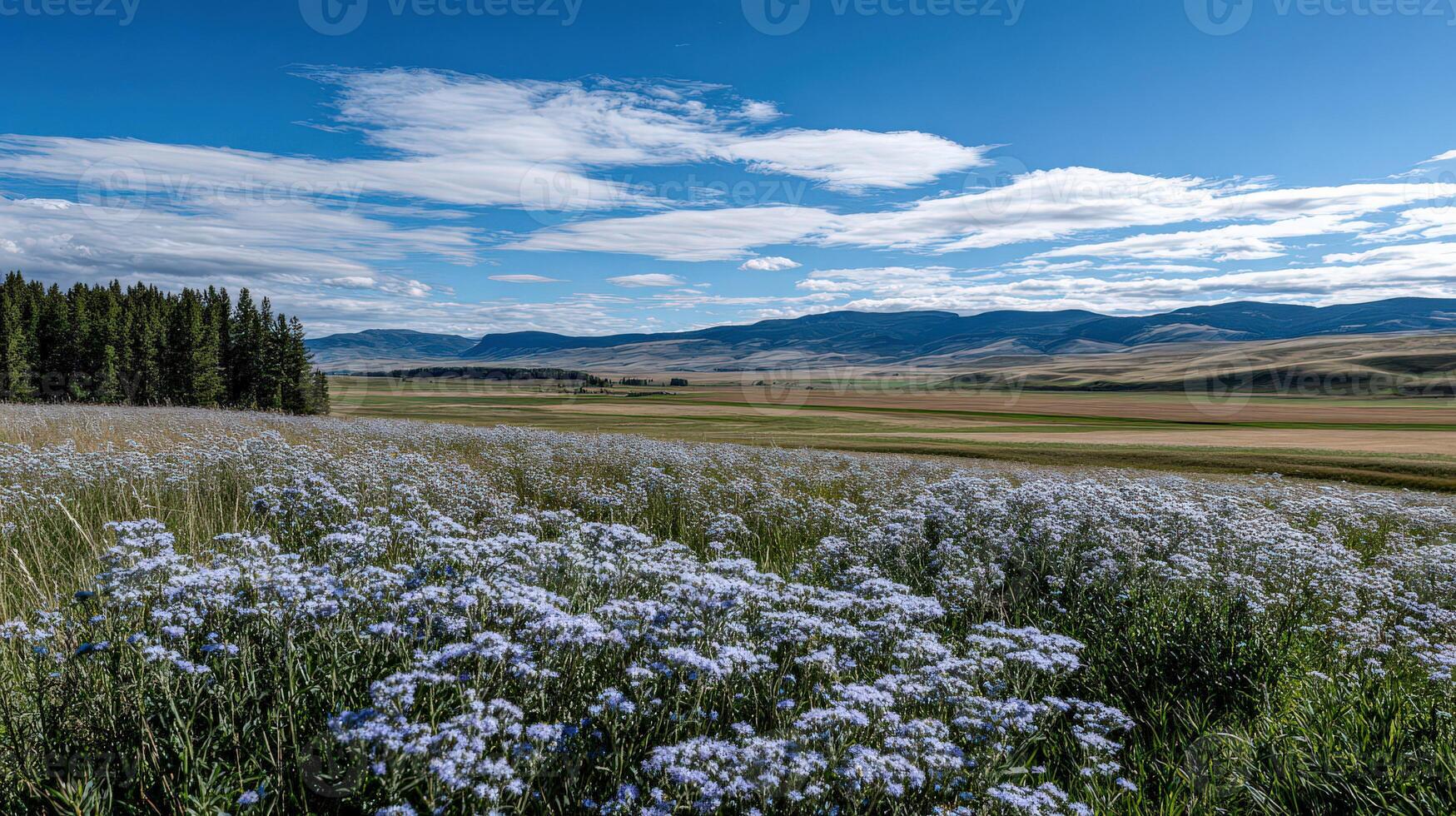 Field of wildflowers stretches toward mountains in Montana photo