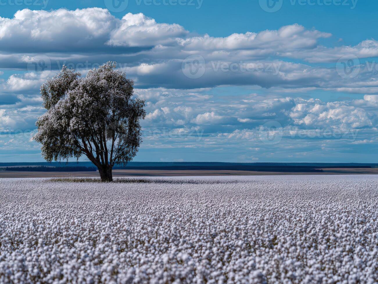Lone cottonwood tree stands in a harvested cotton field photo