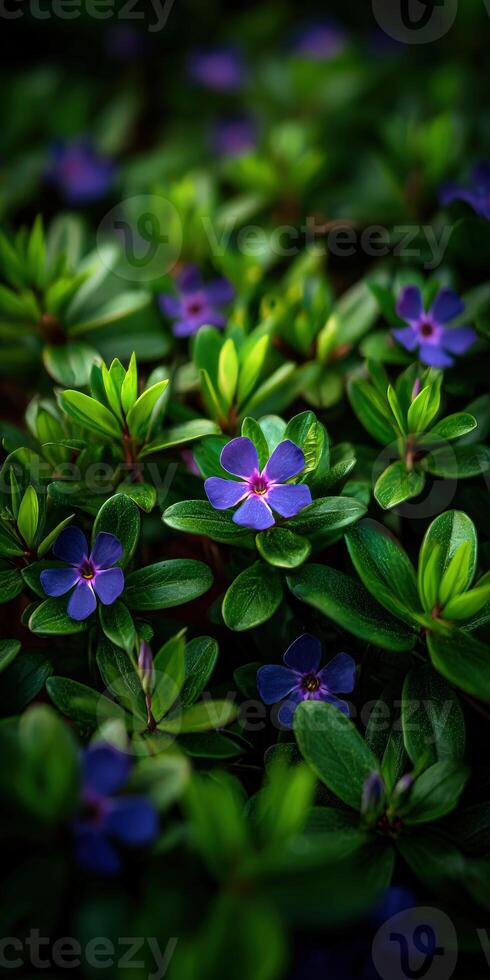 Close-up of periwinkle flowers blooming in the garden photo