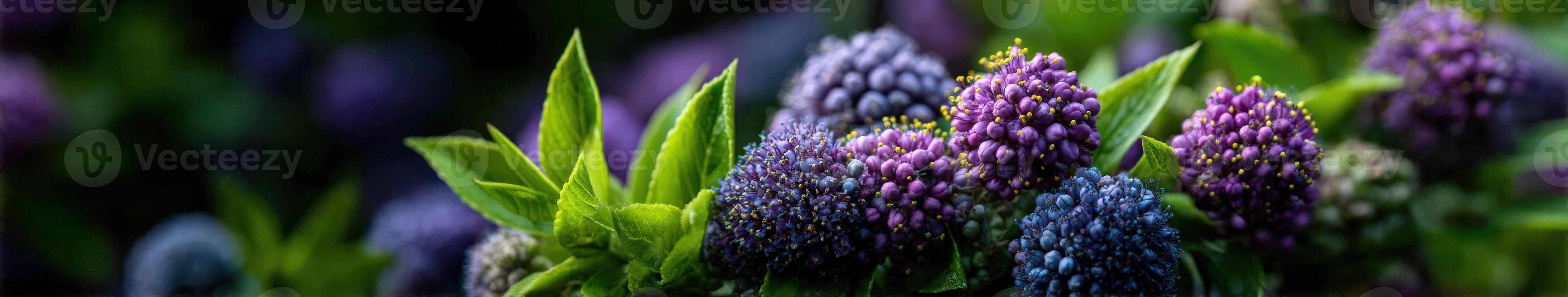 A close up of purple and green flowers photo