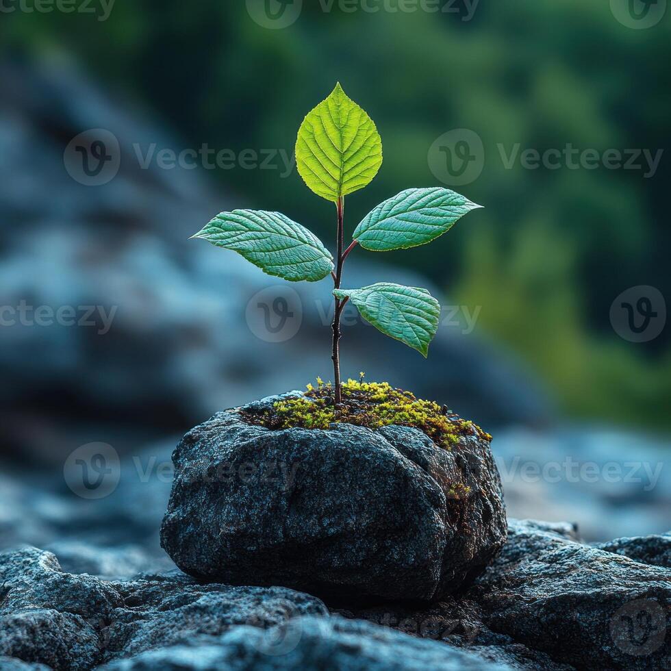 New life sprouts from a rock amidst a serene natural landscape in early morning light photo