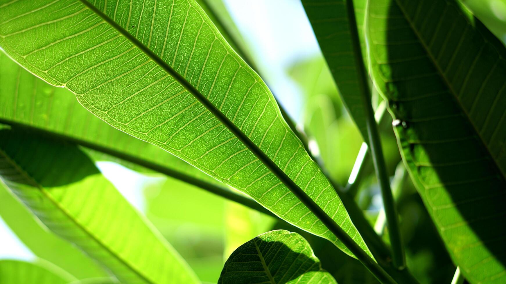 Nature Background Leaves photo