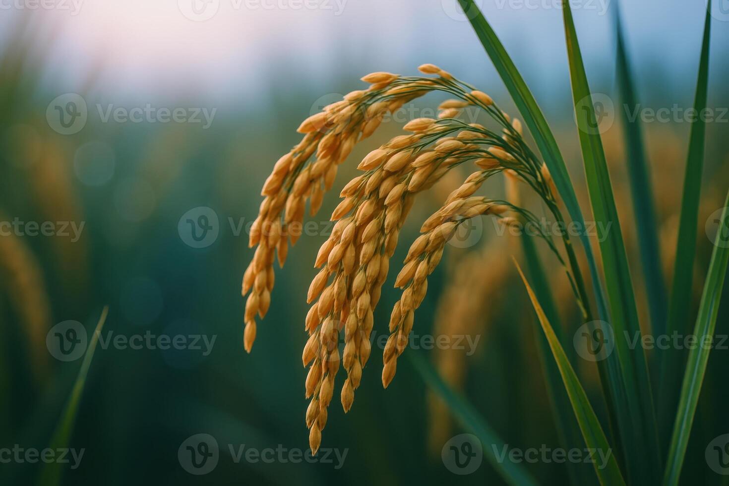 Close up of golden rice ears ready for harvest in a lush green paddy field at dawn photo