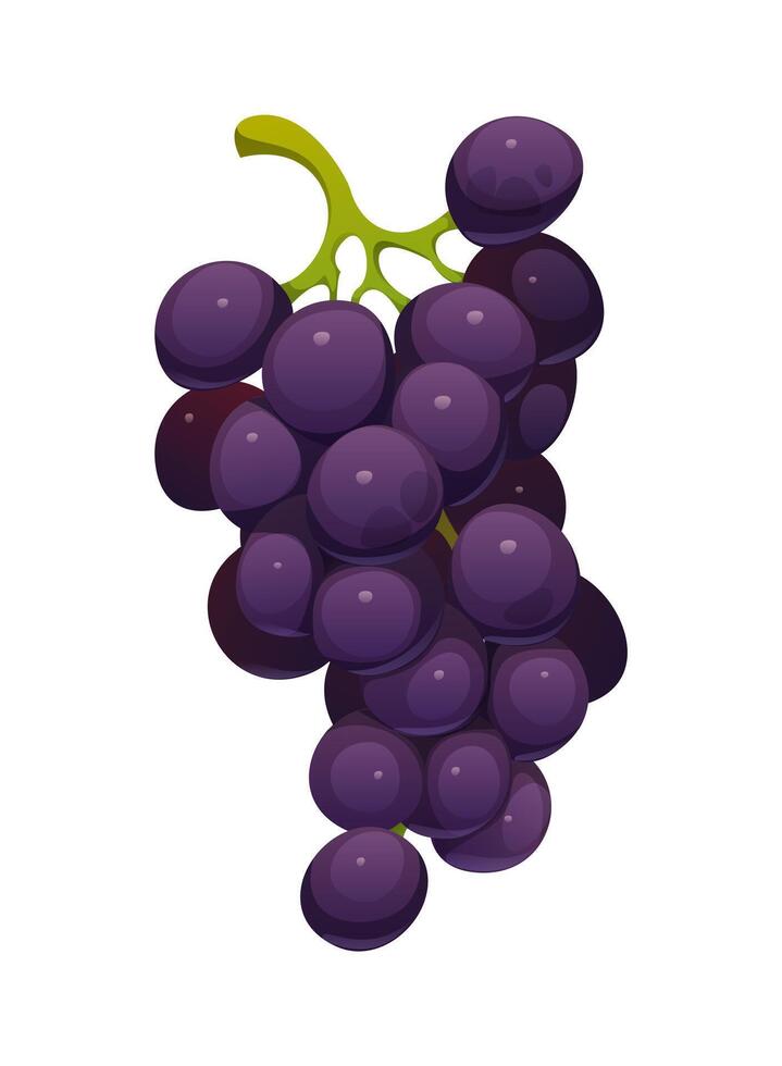 Bunch of glossy, purple grapes with green stem vector