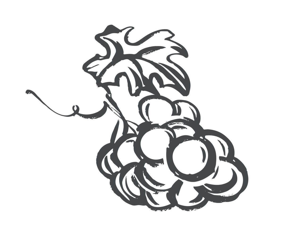 sketch of grapes lying on the table. Hand drawn illustration. Quick drawing of grapevine with black ink and brush. Clipart for wine label, juice, winery logo. vector