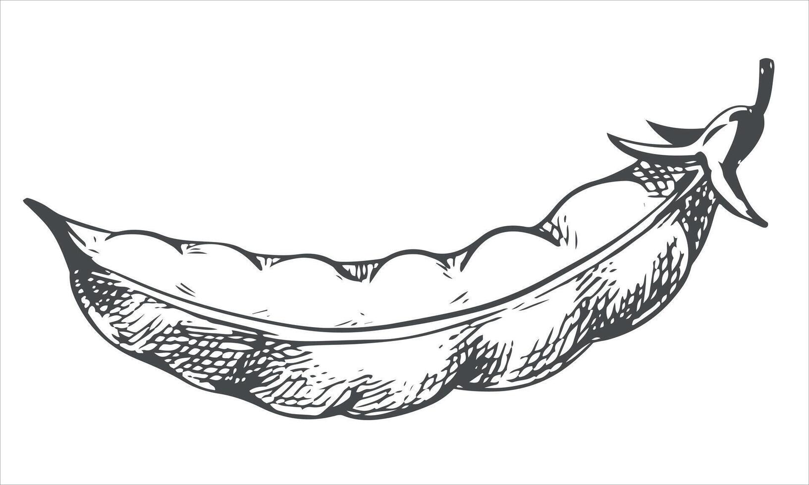 sketch of a closed green pea pod. Bean pod in vintage engraving technique. Hand drawn in black ink on a white background. vector