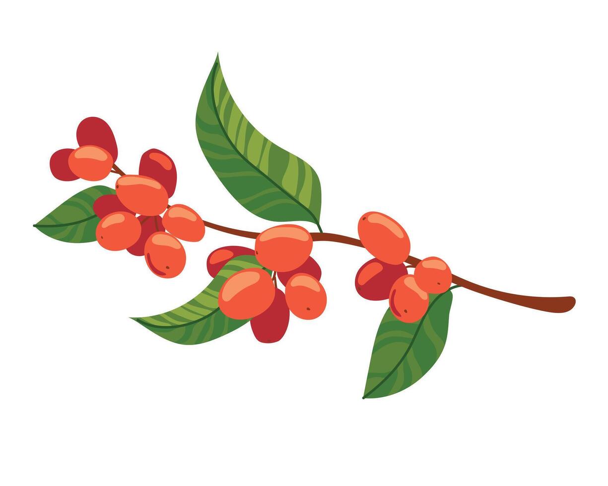 illustration depicting a coffee branch with ripe red berries and bright green leaves. Clipart for a coffee shop or coffee plantation. Flat style. vector