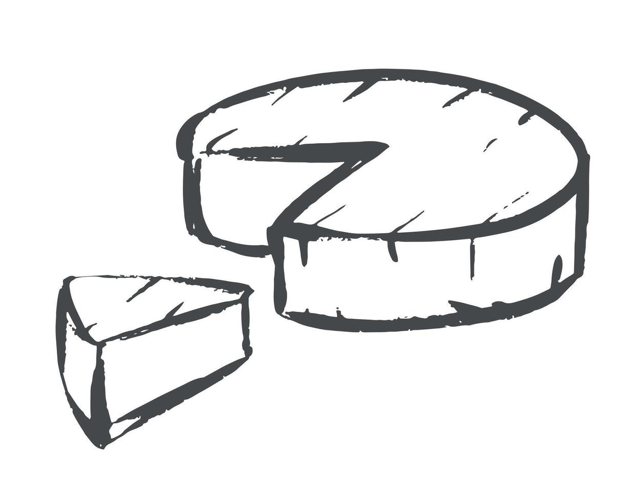 rough sketch of cheese. White brie or camembert Italian, French soft cheese. Exquisite snack for wine. Cut piece and whole head of cheese. Imitation of quick drawing with ink and brush vector