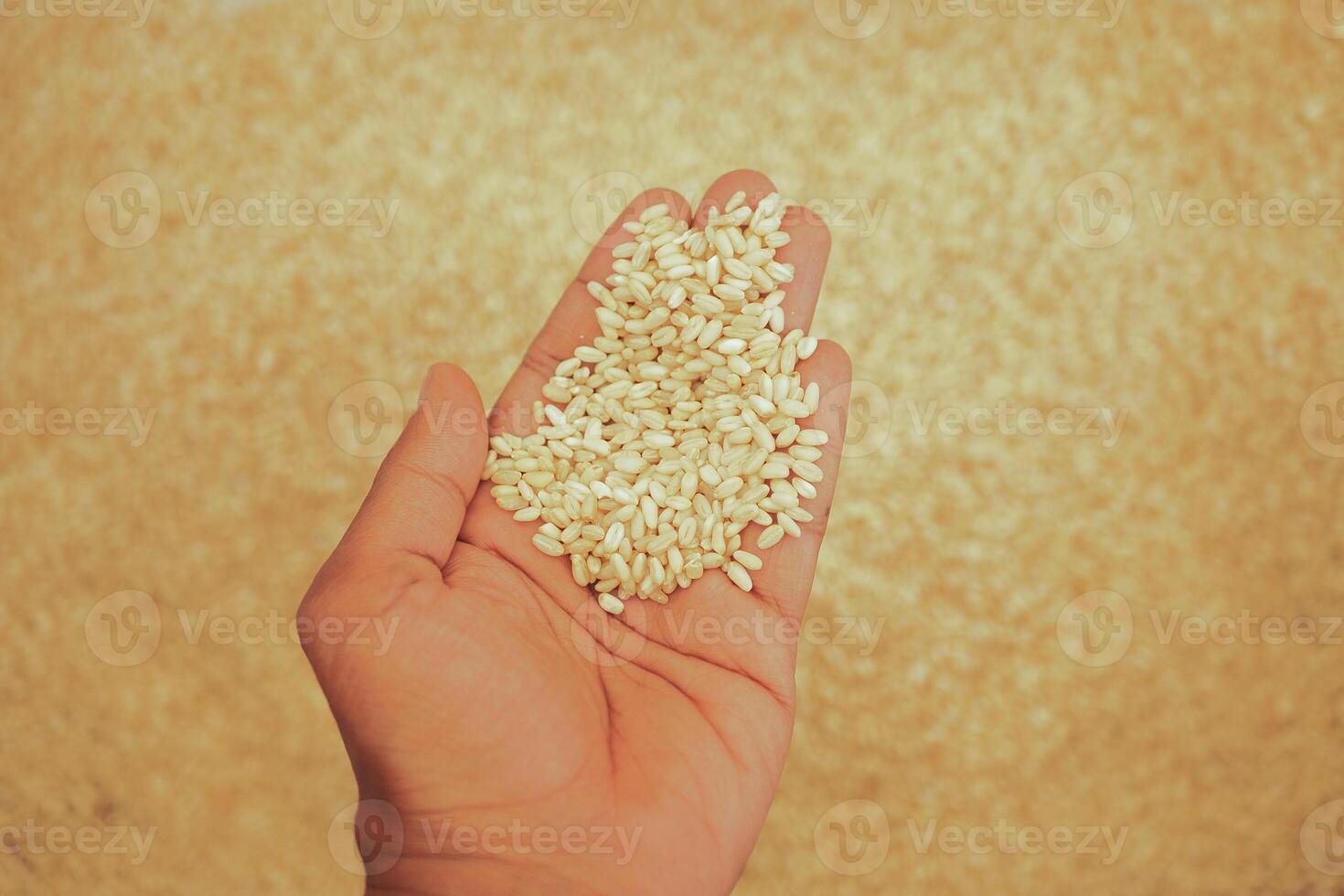 Hand holding white sesame seeds against a rustic background photo