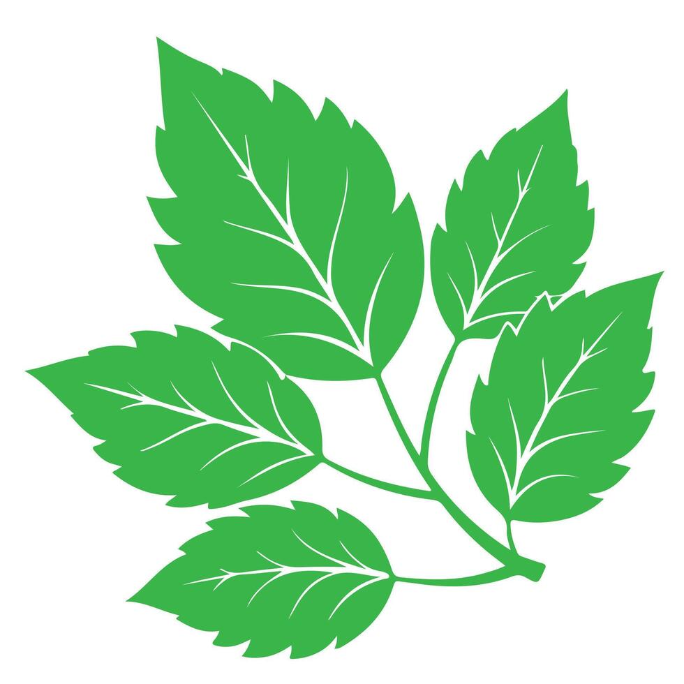 Green leaves illustration isolated on white background for nature and plant design vector