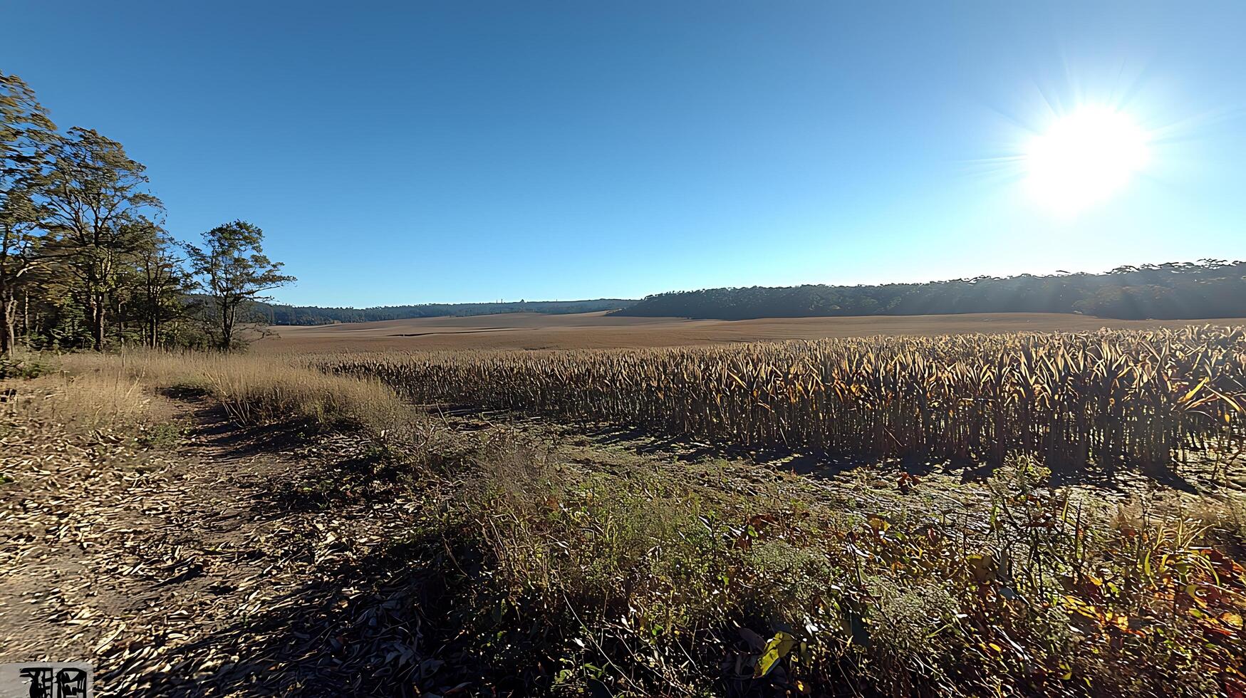 Serene Rural Landscape Sunlit Cornfield and Dirt Road. photo
