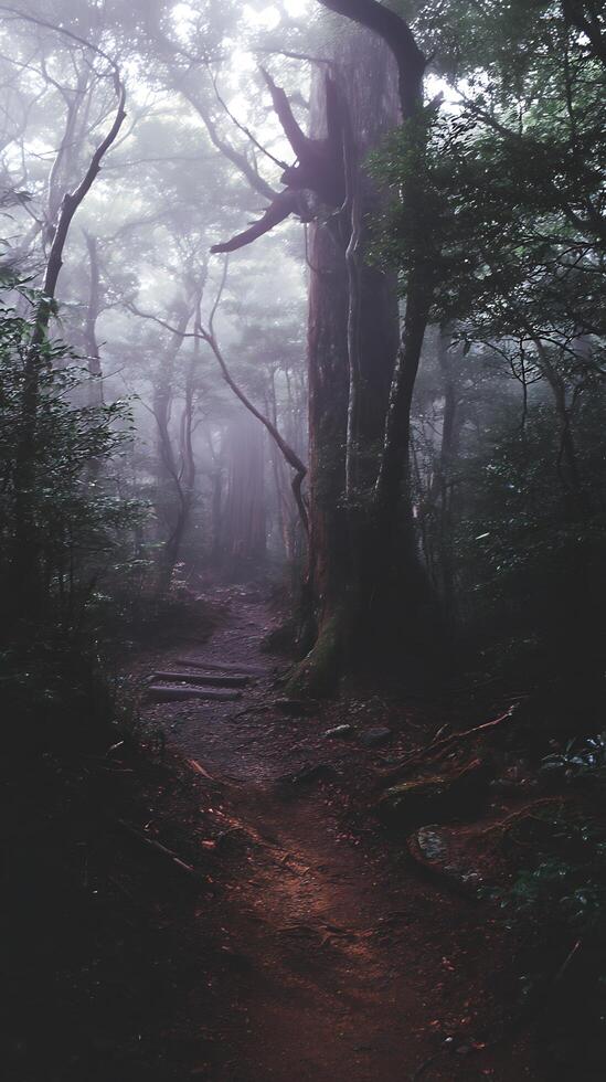 Misty Forest Path A Serene Trail Through Ancient Woods. photo