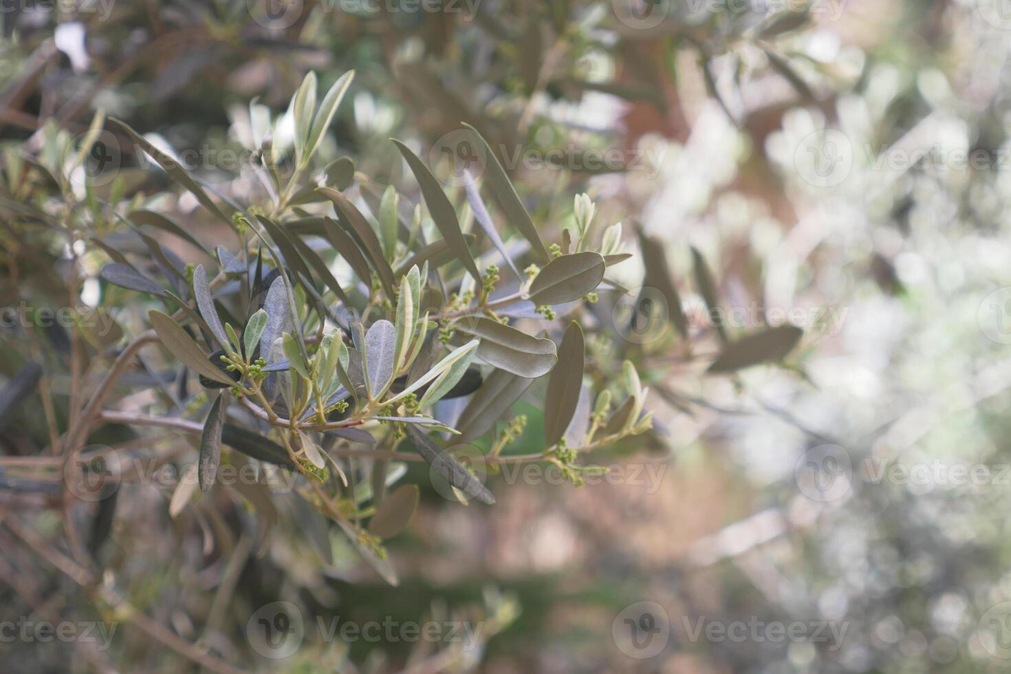 Olive tree branches with new leaves and blossoms in spring photo