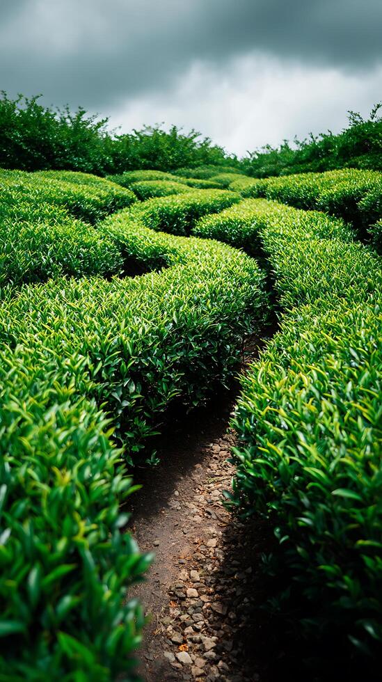 Lush Green Tea Plantation Path A Serene Landscape Image. photo