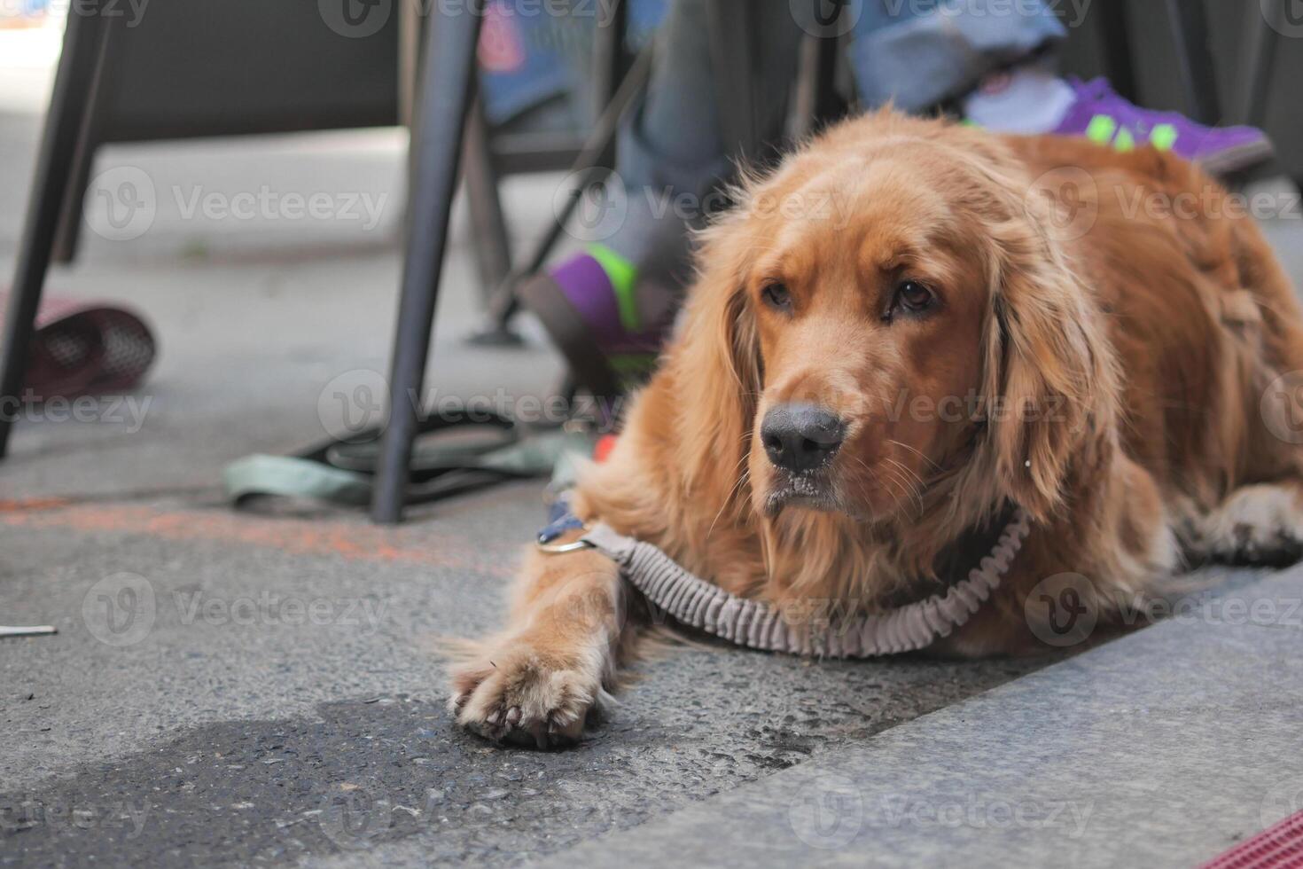Golden retriever resting on the sidewalk during a sunny day photo