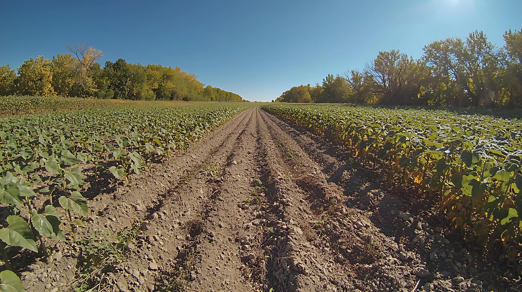 Sunflowers Growing in a Rural Farm Field on a Sunny Day. Rows of young sunflowers stretch towards a tree line under a clear blue sky. photo