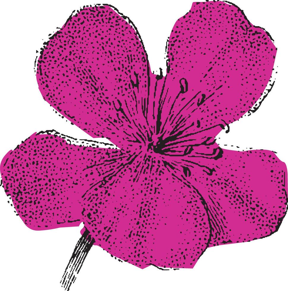 Pink wildflower with detailed petals and botanical texture. Vintage floral illustration with isolated decorative art. vector