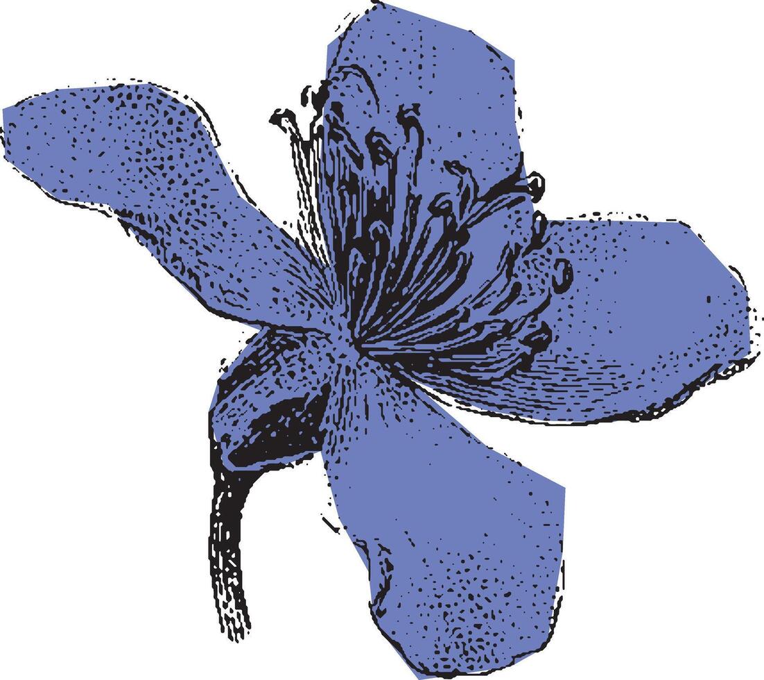 Wildflower bloom with petals and stamen in a vintage botanical engraving style. Detailed illustration. vector
