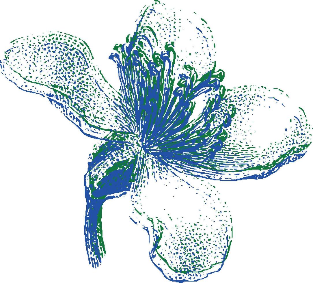 Single wildflower bloom with detailed petals and stamen. Botanical illustration in vintage style. vector