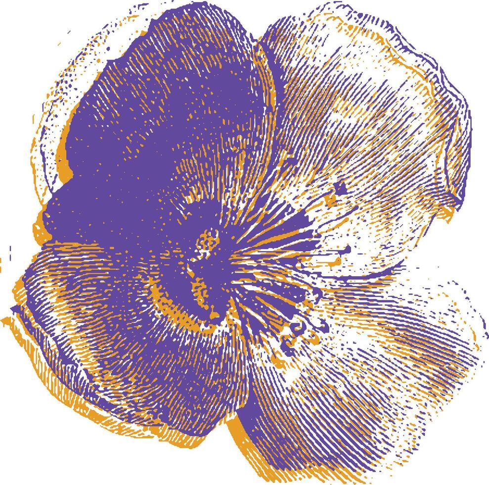 Botanical flower bloom with petals and engraved detail in purple and yellow. Vintage style illustration. vector