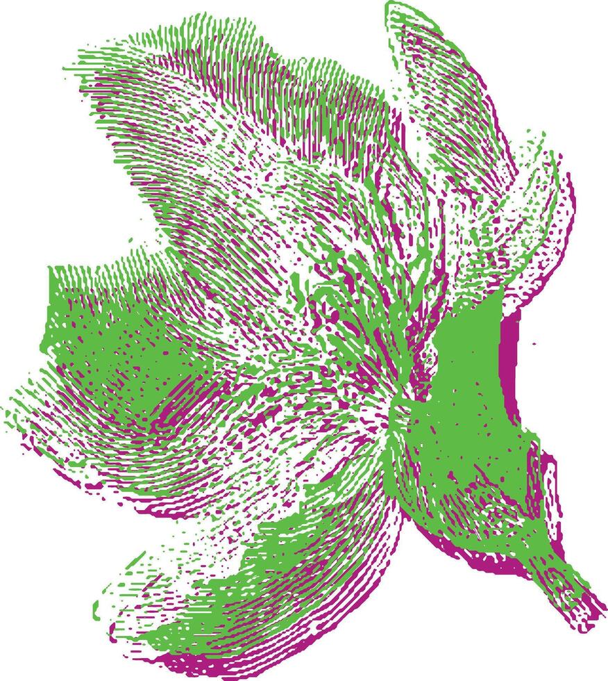 Flower with detailed petals and leaves in green and purple. Botanical illustration with engraving texture in an isolated style. vector