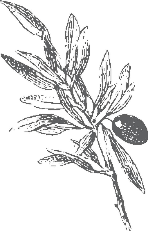 Olive branch with leaves in monochrome style. Vintage botanical illustration of an iconic Italian symbol. vector