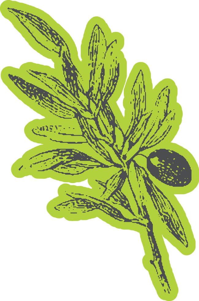Olive branch with leaves as an iconic Italian symbol. Botanical illustration with detailed line style. vector